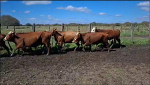 20 Vacas Preñadas