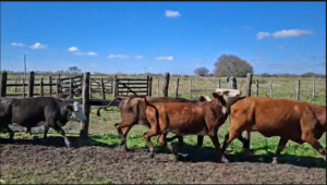 50 Vacas vacías